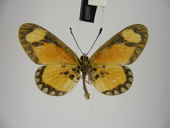 Acraea lumiri