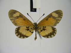 Acraea lumiri
