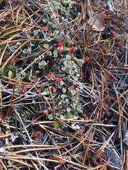 Cladonia borealis