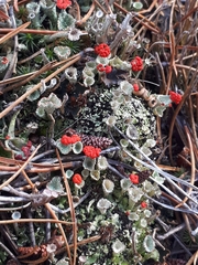 Cladonia borealis
