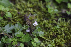 Mazus goodenifolius
