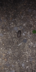 Armadillidium vulgare