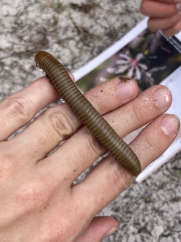 Smokey Oak Millipede photo 5