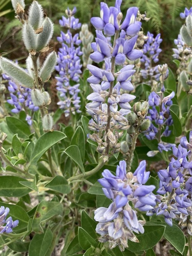 Clade del lupino unifoliolato della Florida