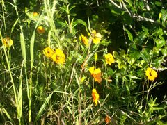 Papaver heterophyllum