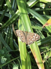 Pararge aegeria