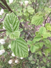 Fothergilla