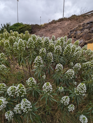 Image of Echium decaisnei by no rights reserved