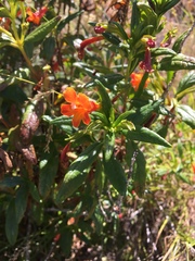 Diplacus parviflorus