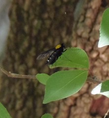Chrysopilus thoracicus