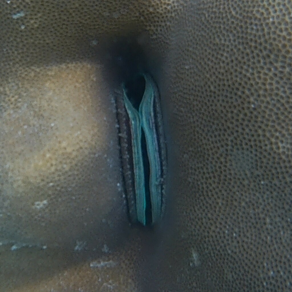 Iridescent Scallop