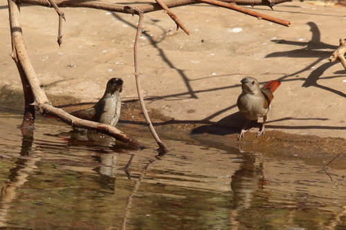 iNaturalist image