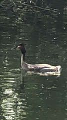 Podiceps cristatus