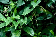 Dioscorea collettii