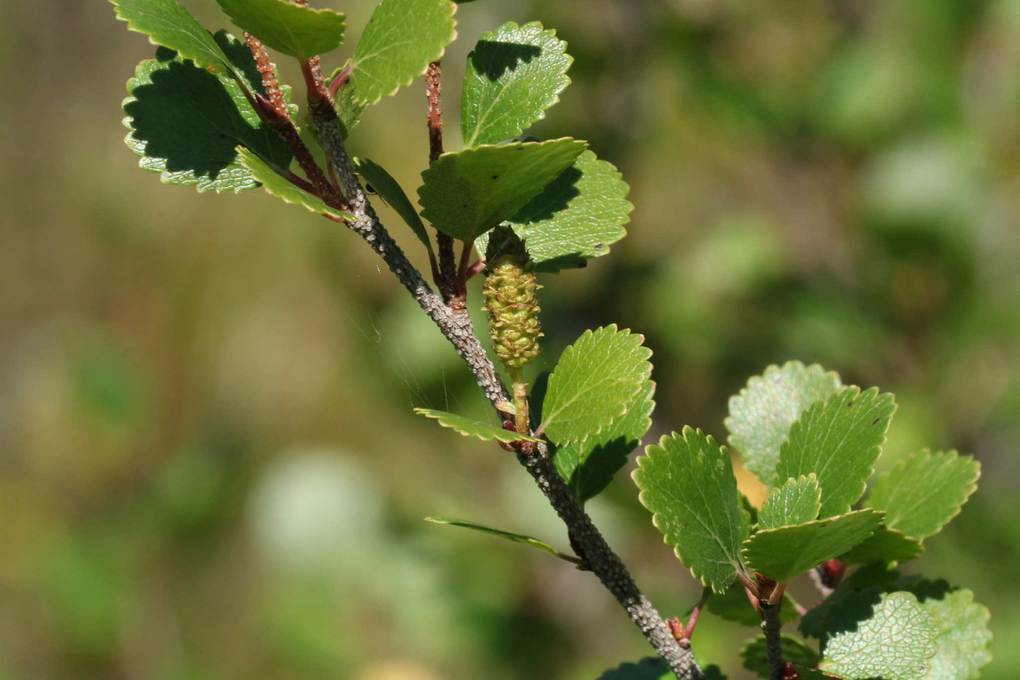 Betula glandulosa