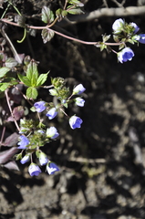 Veronica umbrosa