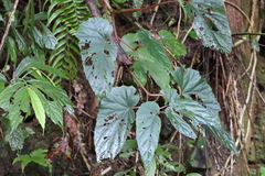 Begonia longifolia