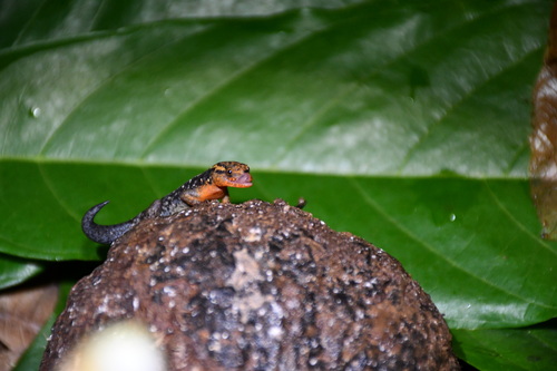Haseman's Gecko, Gonatodes hasemani