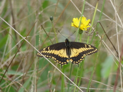 Papilio polyxenes americus