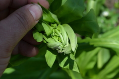 Frasera caroliniensis