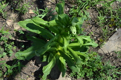 Frasera caroliniensis