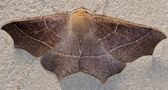 Tetracis cervinaria