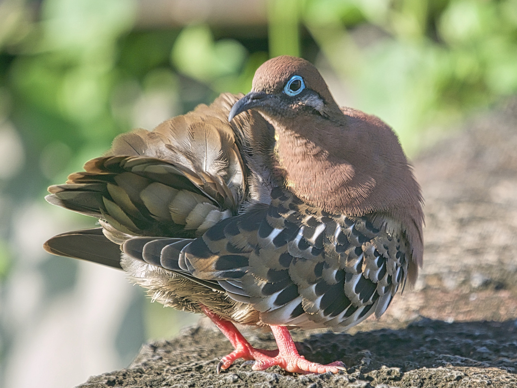 Galapagos Dove illustration