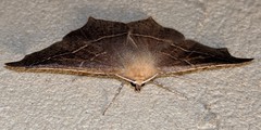 Tetracis cervinaria