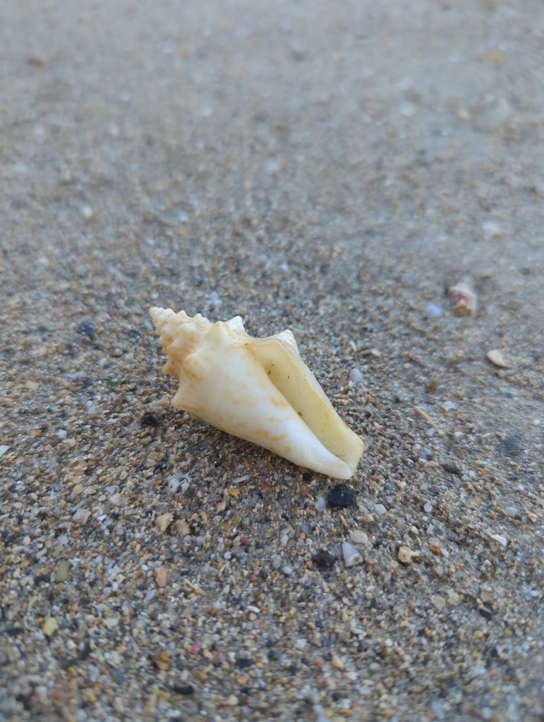 Queen Conch from Palo Seco, Toa Baja 00949, Puerto Rico on March 2 ...