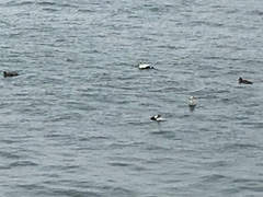 Somateria mollissima