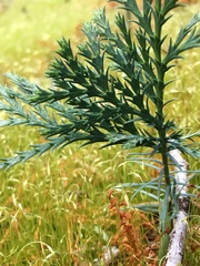 Calocedrus decurrens