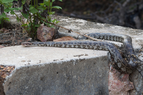 Photo of a Indian Rock Python (Python molurus)