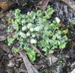 Marchantia foliacea