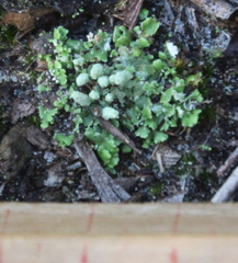 Marchantia foliacea