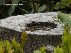 Podarcis siculus