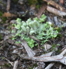 Marchantia foliacea