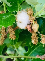 Andricus quercusramuli