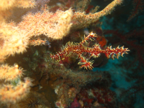 Ornate Ghostpipefish — seen at this dive site
