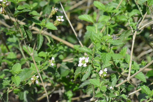 Brushland shrubverbena (Lantana achyranthifolia)