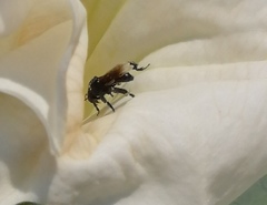 Frieseomelitta nigra