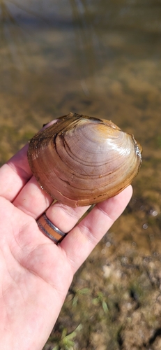 Utterbackiana suborbiculata