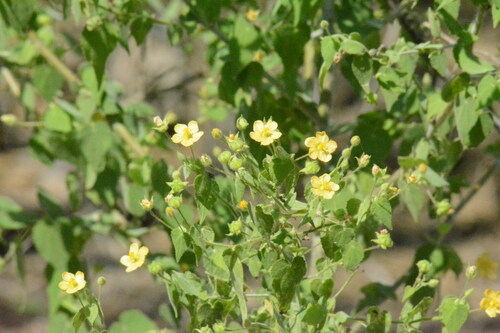 Image of Abutilon viscosum by no rights reserved