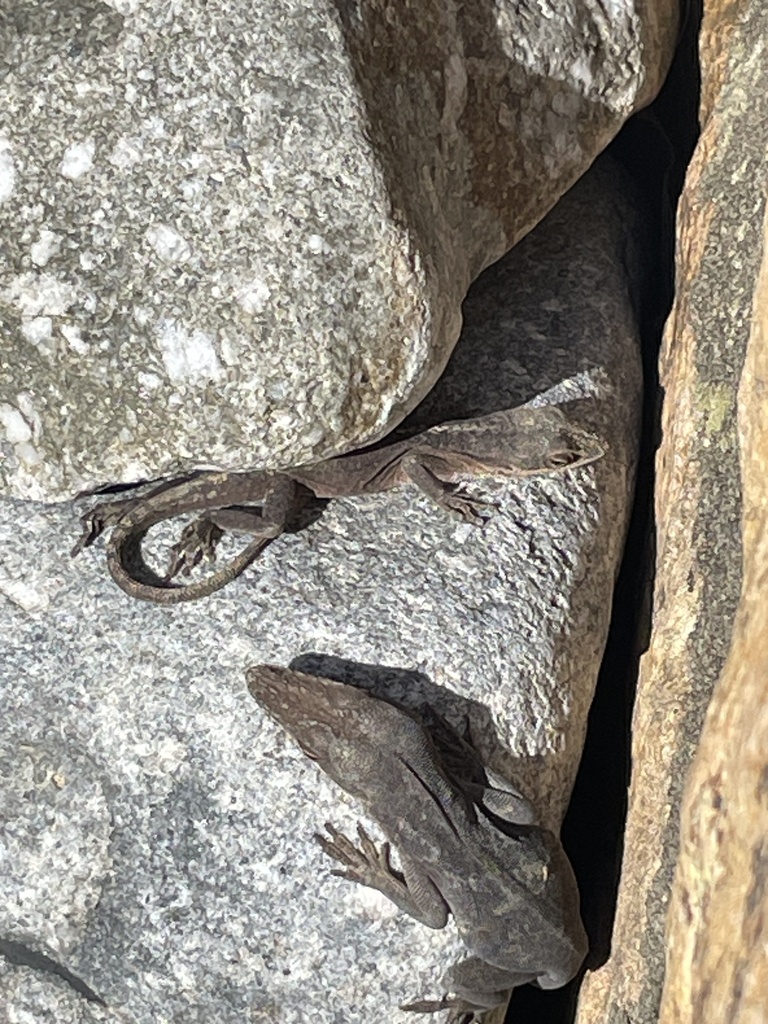 Green Anole from The University of North Carolina at Chapel Hill ...