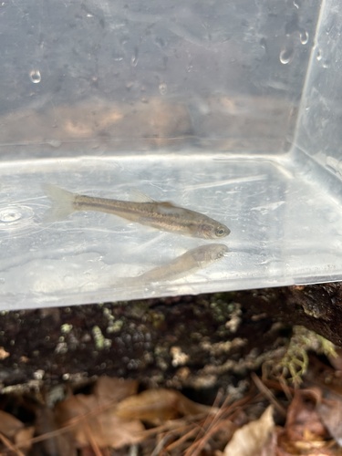 Tennessee-elritsje (Chrosomus tennesseensis) — Cyprinidae — 5