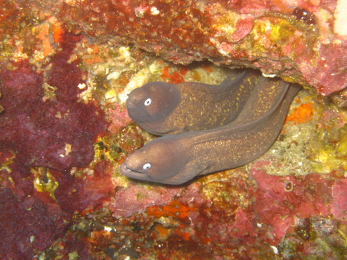 White-eyed Moray — seen at this dive site
