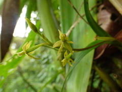 Prosthechea
