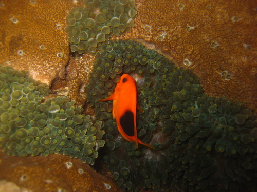 Black-backed anemonefish (Amphiprion ephippium) — Pomacentridae — 4