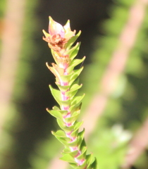 Epacris pauciflora