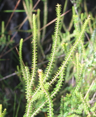 Epacris pauciflora