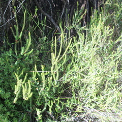 Epacris pauciflora